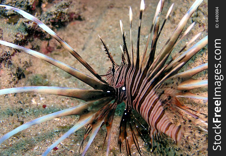 Lion fish, Red Sea, Egypt