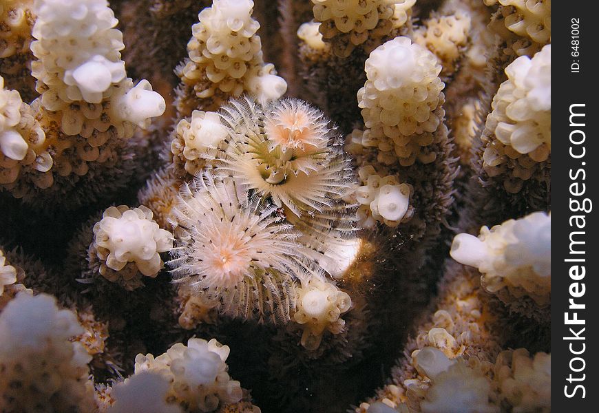 Christmas tree warm inside hard coral - latin: Spirobranchus giganteus. Christmas tree warm inside hard coral - latin: Spirobranchus giganteus