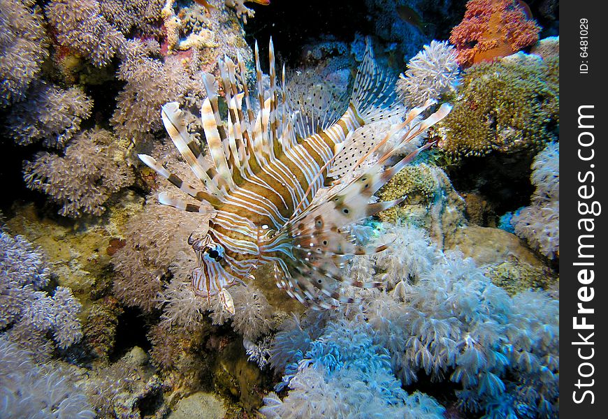 Lion fish, Red Sea, Egypt