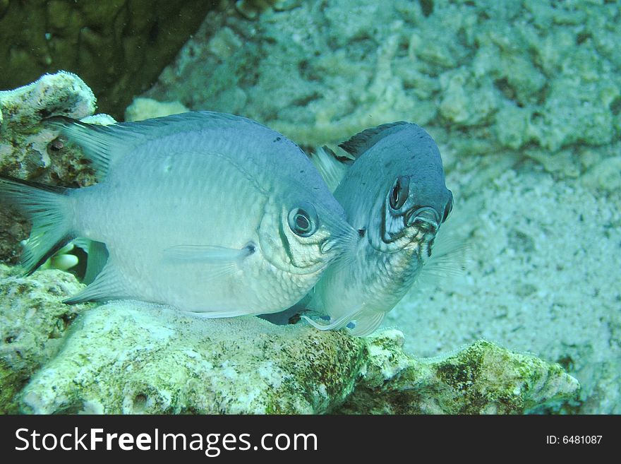 Two mating fish, laying eggs  Ras Mohammed National Park , Sinai, Egypt