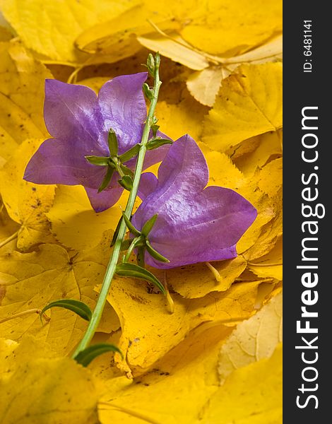 Autumn bluebells on the yellow leafs autumn background