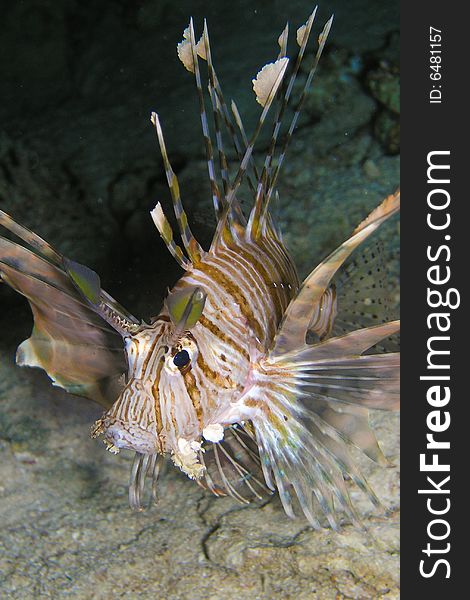 Lion Fish during night dive