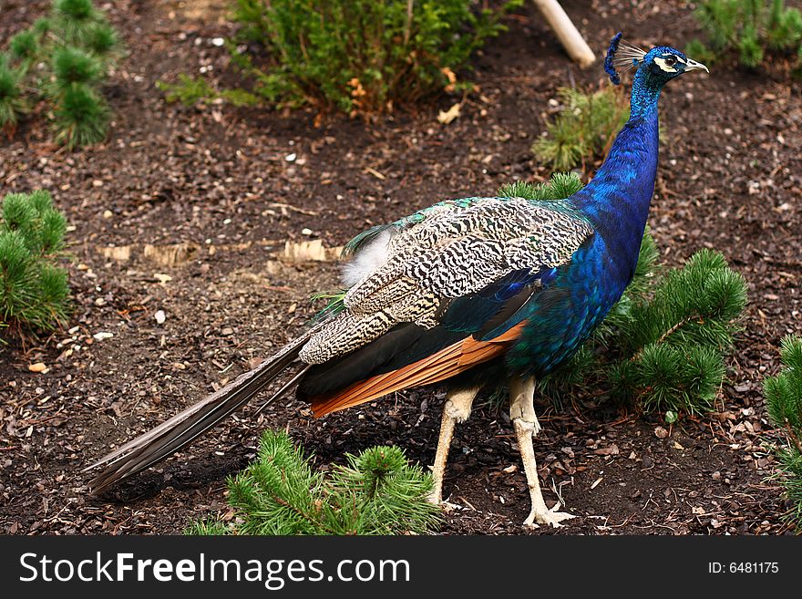 A male peacock walking through a park