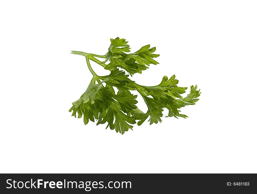 Leaf of parsley on a white bakground