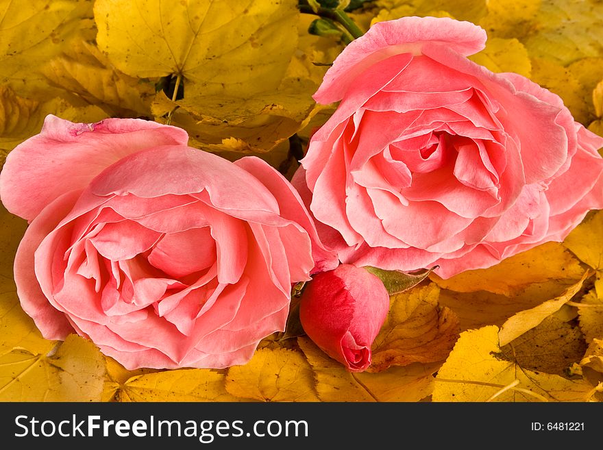 Pink roses on a background of yellow leafs. Pink roses on a background of yellow leafs
