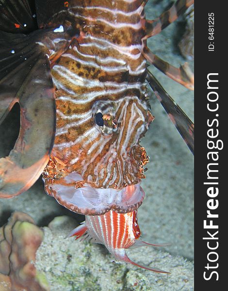 Lion fish during supper - caught fish, night dive, , Red Sea, Egypt. Lion fish during supper - caught fish, night dive, , Red Sea, Egypt