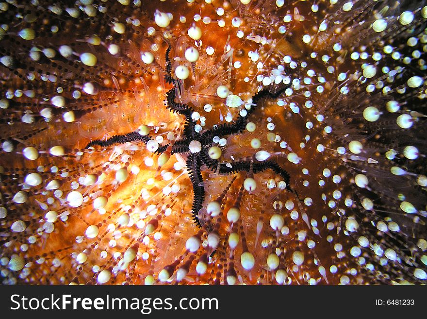 Toxic sea urchin with victim - close up photo