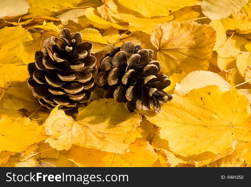 Two pines on a background of yellow leafs. Two pines on a background of yellow leafs