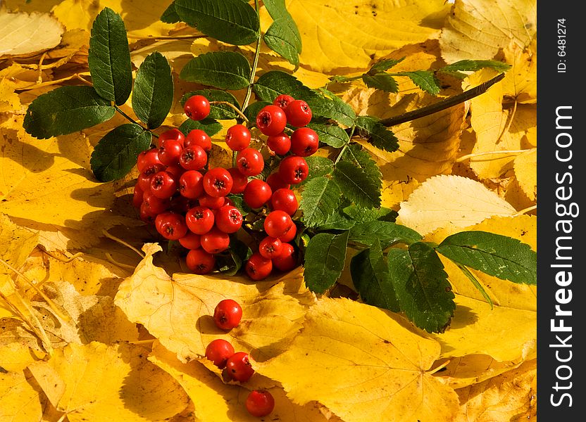 Bright bunch of ashberry on a yellow leaf background