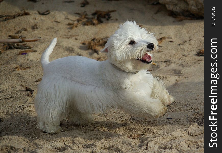 Funny Running Dog At Beach