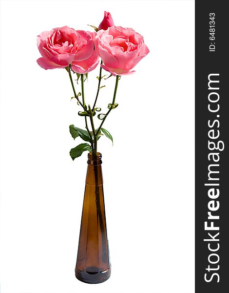 Isolated pink roses in a brown bottle. Isolated pink roses in a brown bottle