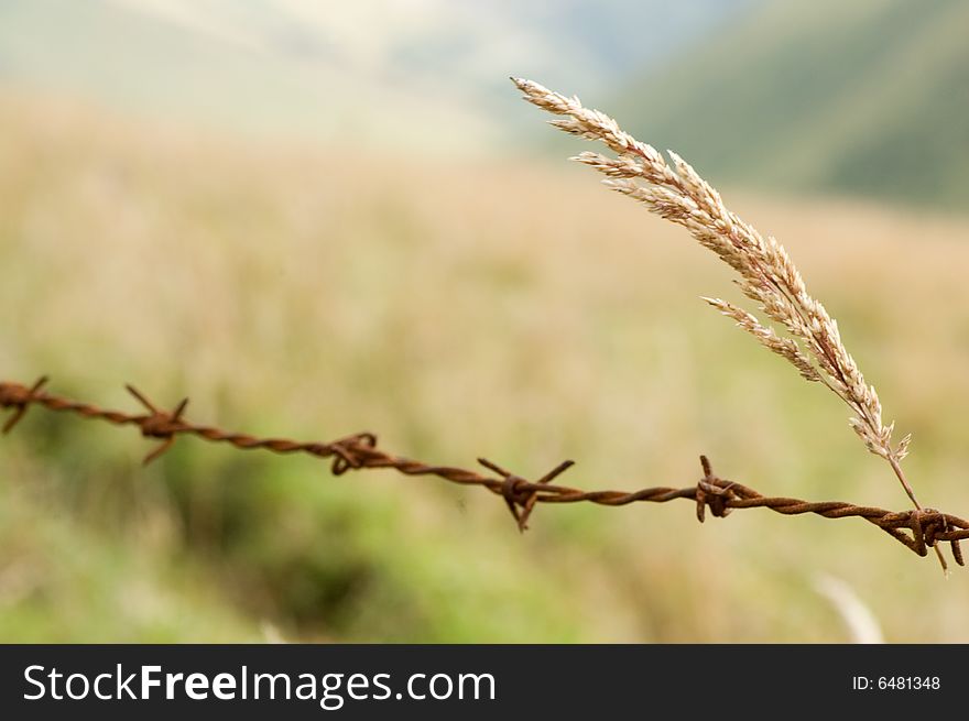 Dry straw on a barbed wire. Dry straw on a barbed wire