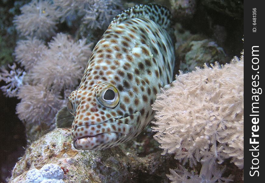 Grouper, Ras Mohammed National Park , Sinai, Egypt