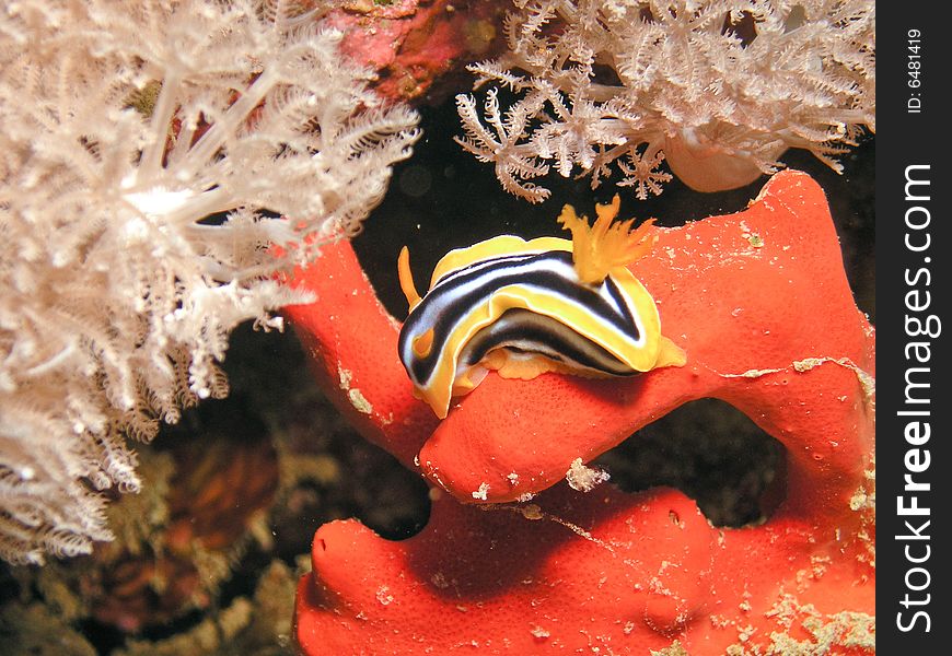 Sea Slug eating red sponge