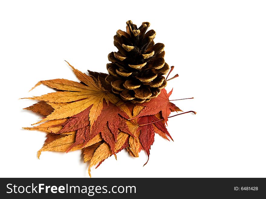 Isolated pine cone and autumn maple leafs. Isolated pine cone and autumn maple leafs
