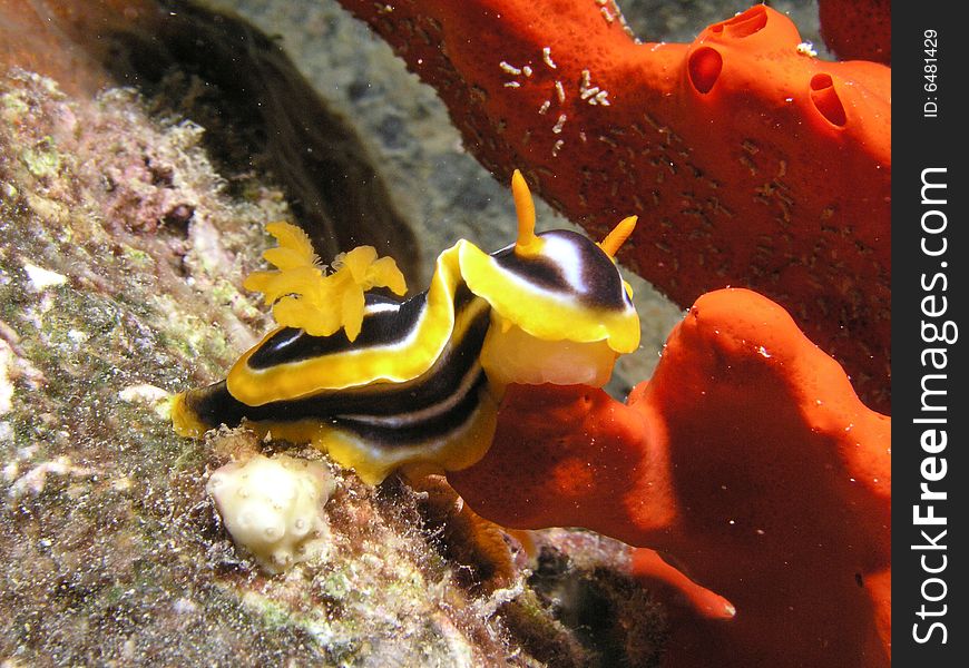 Sea Slug eating red sponge