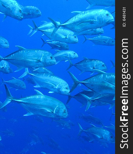 Giant Trevally , Ras Mohammed National Park , Sinai, Egypt. Giant Trevally , Ras Mohammed National Park , Sinai, Egypt