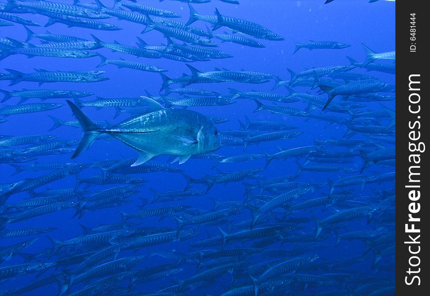 Trevally between Barracudas