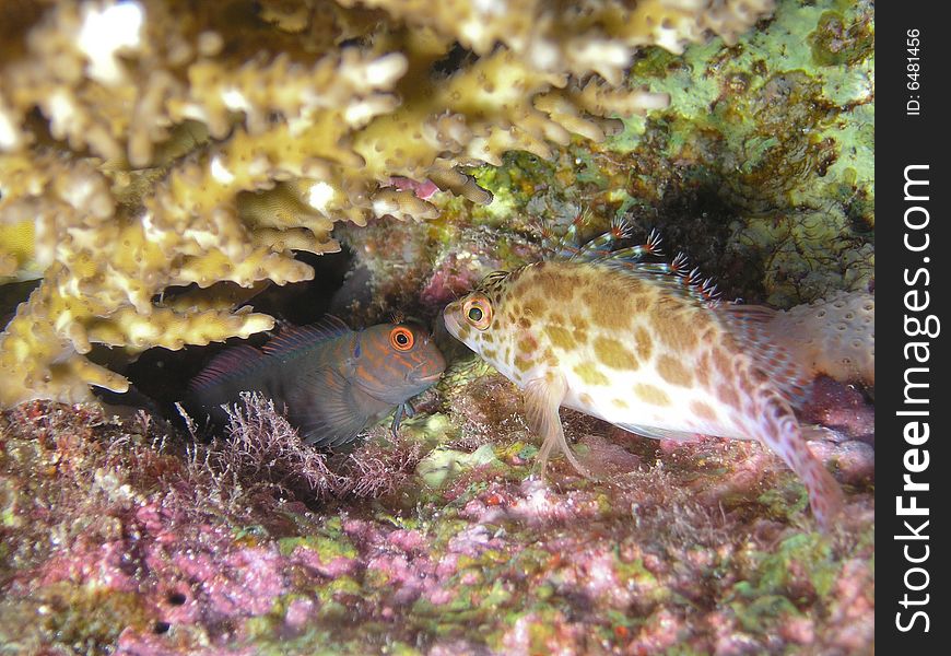 Two fish face to face, Sinai, Egypt