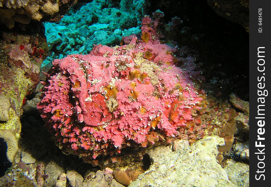 Reddish Stonefish
