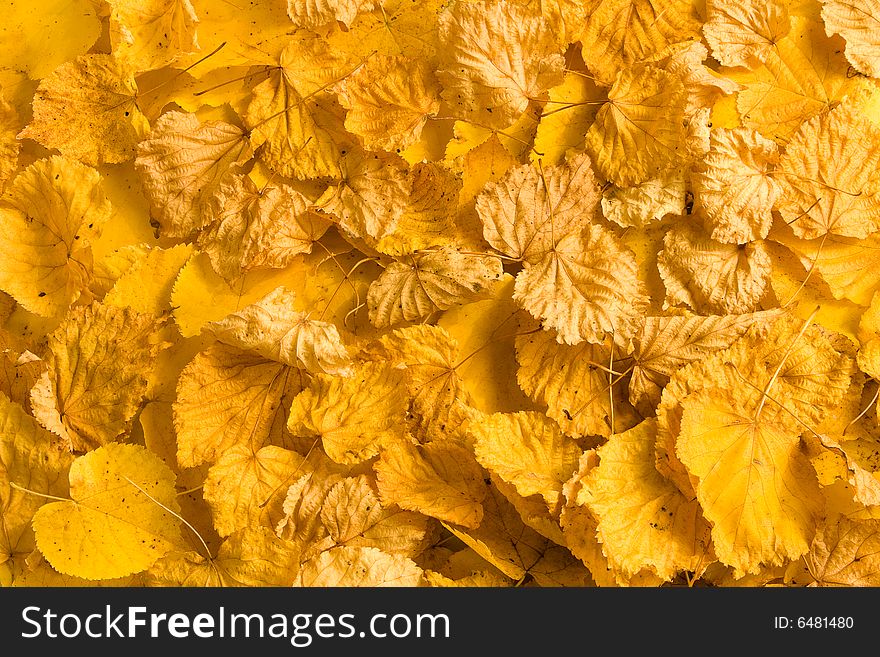 Background from yellow autumn leafs. Background from yellow autumn leafs