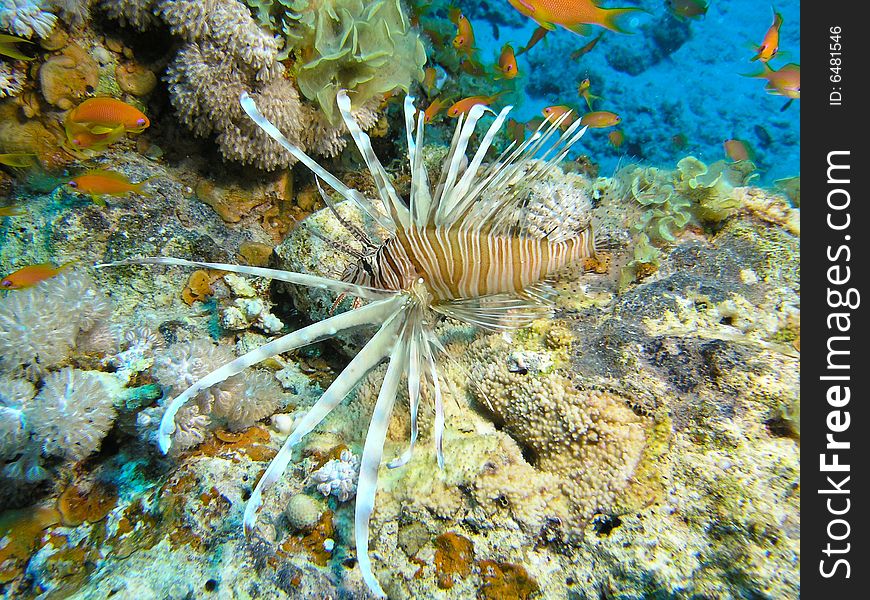 Lion fish, Red Sea, Egypt