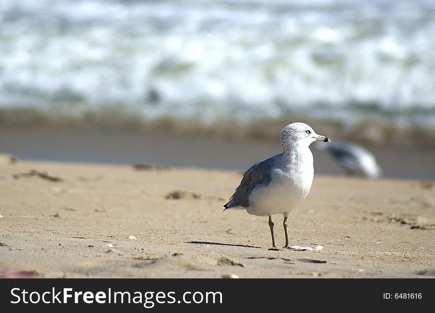 Seagull On The Beach