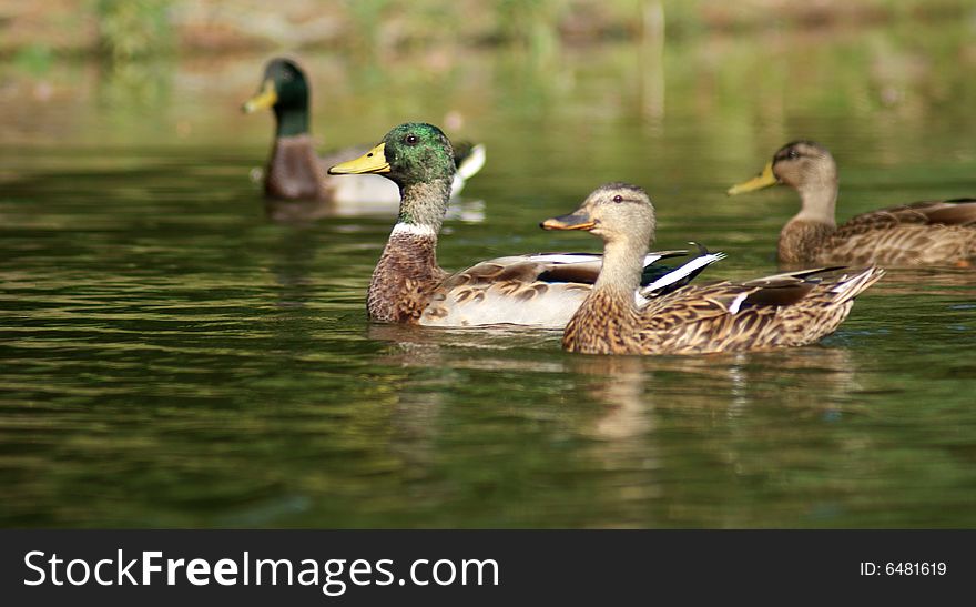 Four ducks on a pond