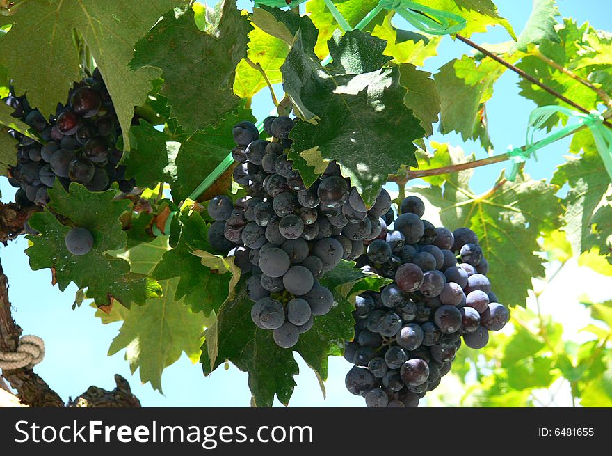 Green grapevine in a vineyard