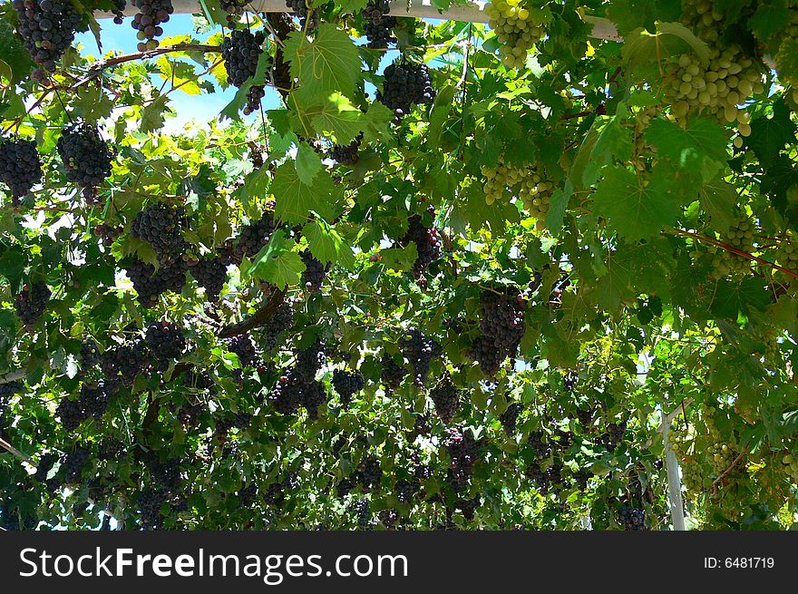 Red grapevine in a vineyard