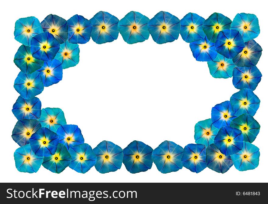 Frame from flowers on white background