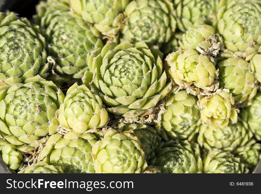 The Green Succulent plant background