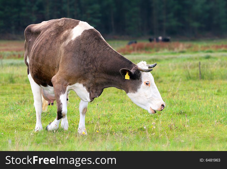 The roan grazes on the meadow. The roan grazes on the meadow