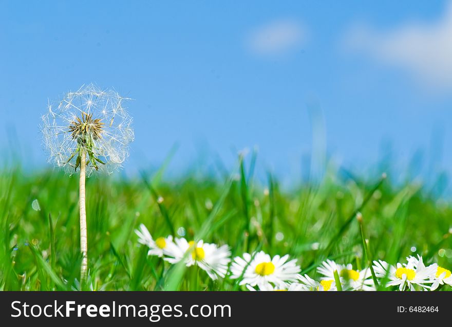 Dandelion in daisy flowers and grass field, blue sky background