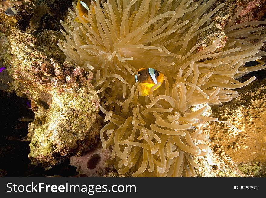 Red sea anemonefish (Amphipiron bicinctus)  taken in the Red Sea.