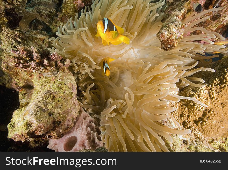 Red sea anemonefish (Amphipiron bicinctus)