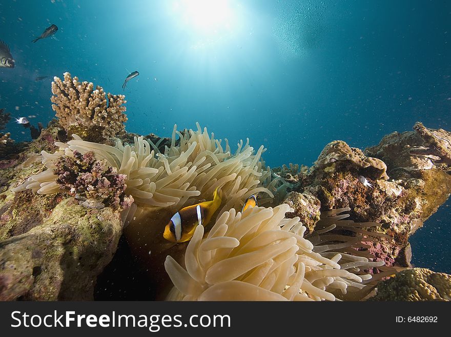 Red sea anemonefish (Amphipiron bicinctus) taken in the Red Sea.