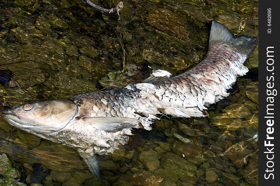 Carcas of a large dead fish sits in shallow water. Flies are seen on the body.