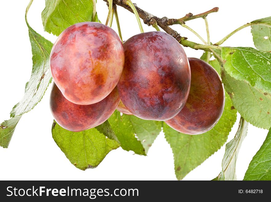 Fresh appetizing plums on a white background