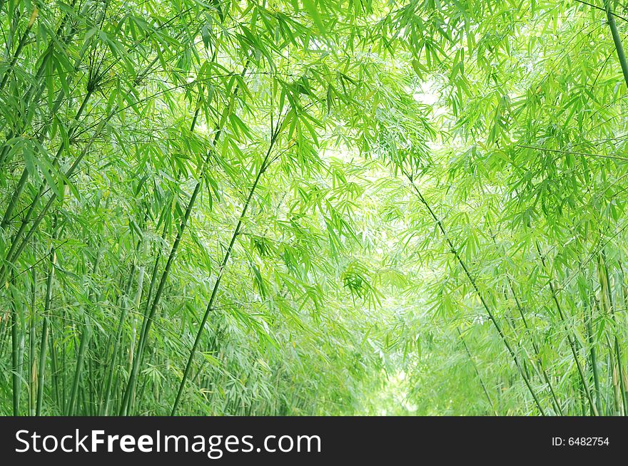 The verdure bamboo background