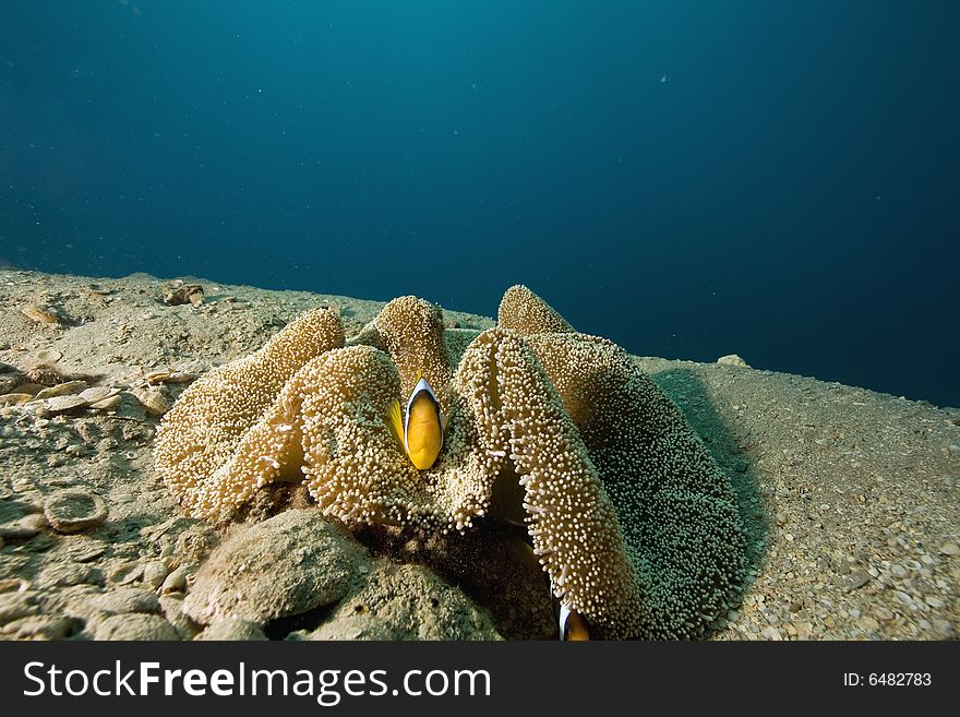 Haddon's anemone (stichodactyla haddoni) taken in the Red Sea.
