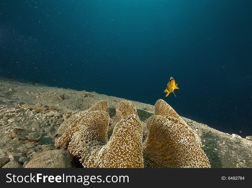 Haddon S Anemone (stichodactyla Haddoni)