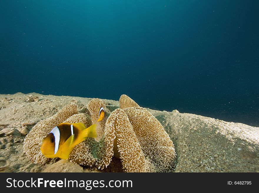 Haddon S Anemone (stichodactyla Haddoni)