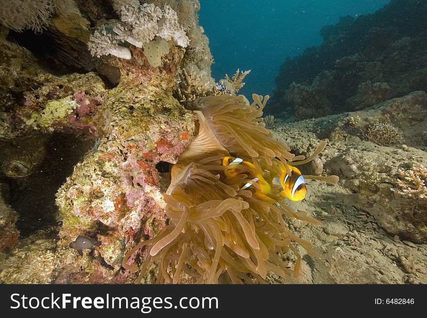 Red sea anemonefish (Amphipiron bicinctus)  taken in the Red Sea.