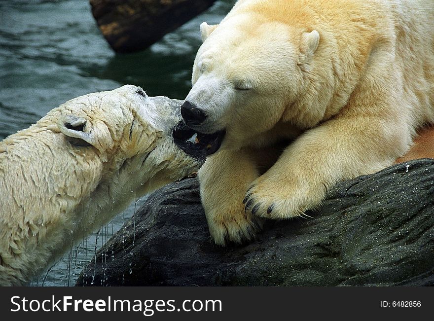 Two polar bears, ZOO Prague