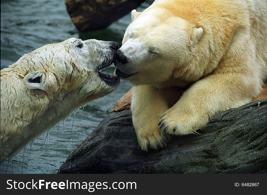 Two polar bears, ZOO Prague