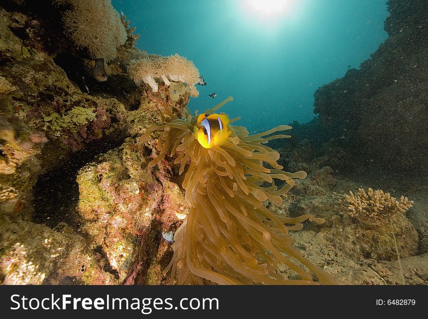 Red sea anemonefish (Amphipiron bicinctus)  taken in the Red Sea.