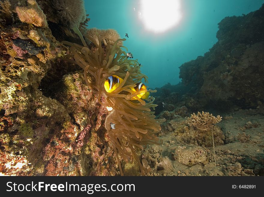 Red sea anemonefish (Amphipiron bicinctus)  taken in the Red Sea.