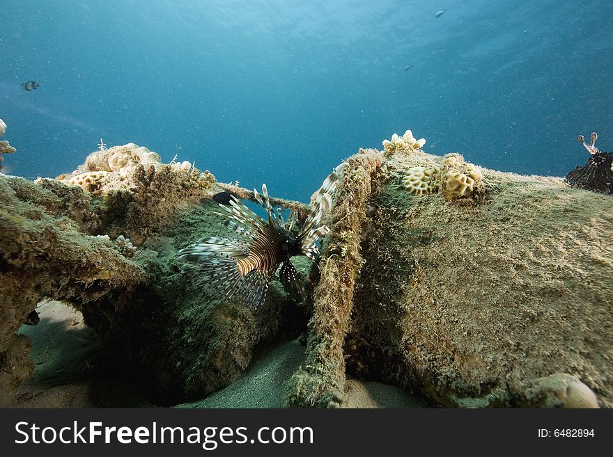 Common lionfish (pterois miles) taken in the Red Sea.