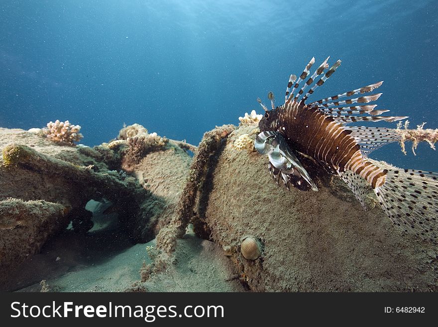 Common lionfish (pterois miles) taken in the Red Sea.